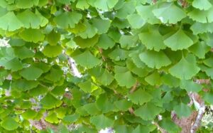 Ginko copy