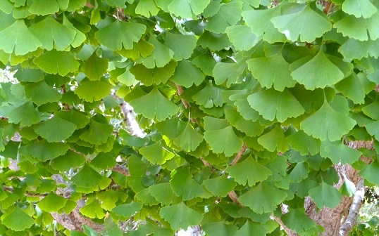 Ginko copy
