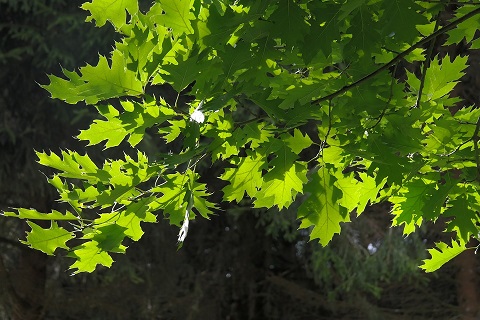 Roteiche